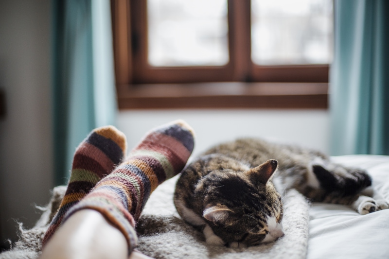 cat on a bed feet of a person.